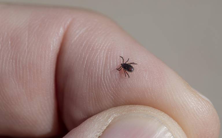 Preocupan más garrapatas, que viruela del mono