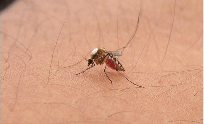 Confirman primer muerte por dengue hemorrágico en Sabinas