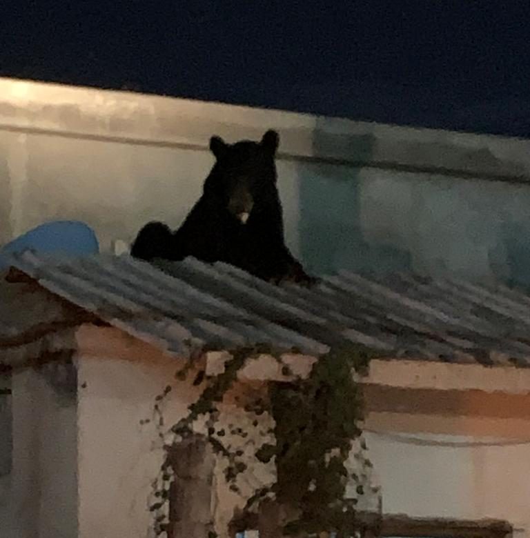Capturan a un oso en Ciudad Frontera