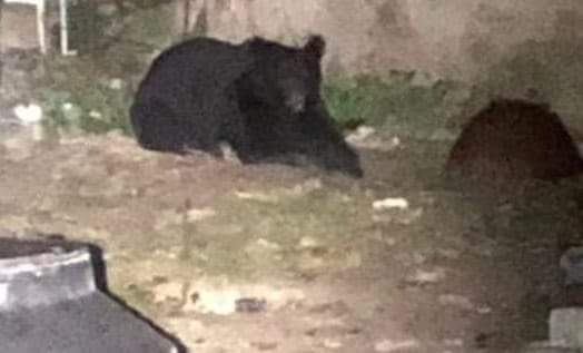 Amanece oso en domicilio de la zona centro de Múzquiz, intentan atraparlo