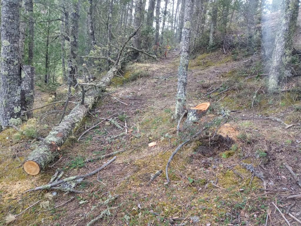 Denuncian tala ilegal de árboles en Arteaga