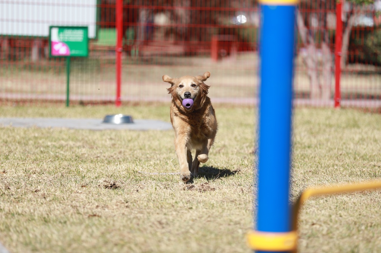 Parque Perrón: un espacio para la convivencia para las mascotas en Saltillo