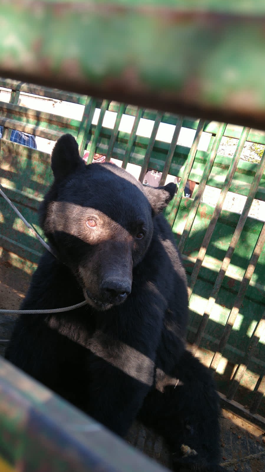 Capturan a oso en ejido Pozuelo
