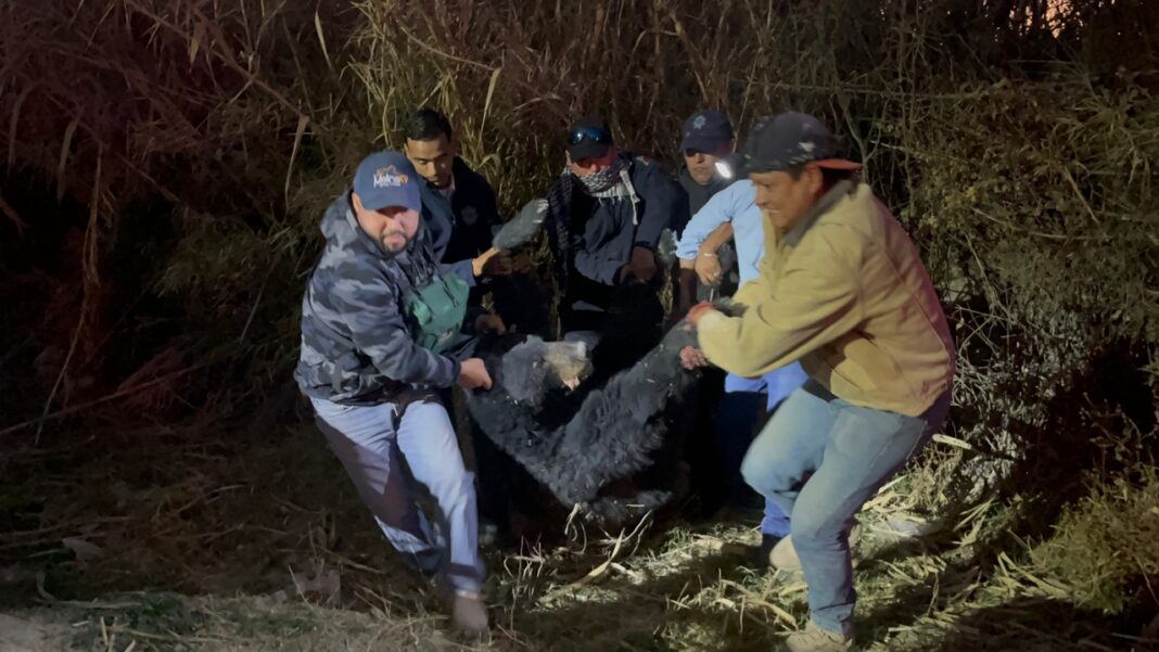 Captura oso que deambulaba en Monclova