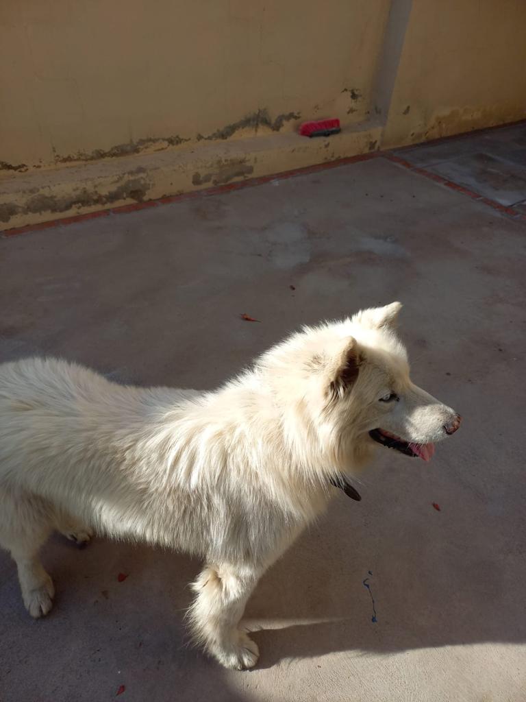 Denuncian violenta de muerte de mascota; sospechan de vecino