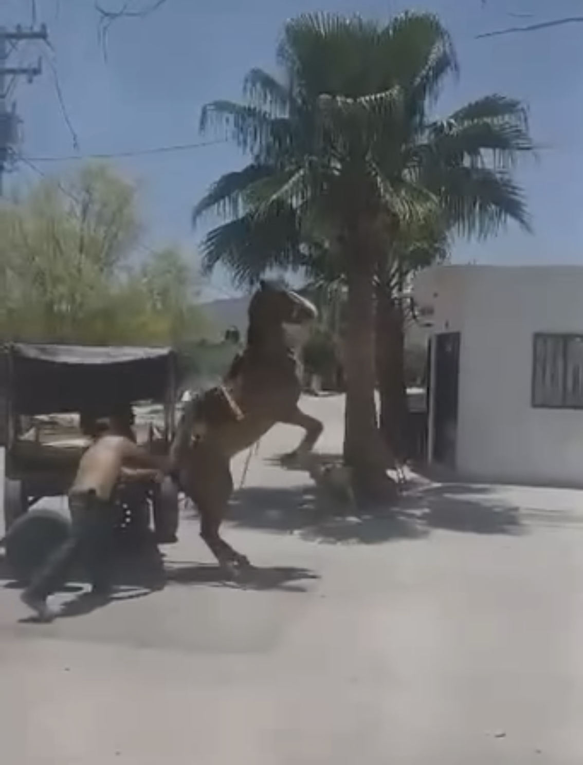 Localizan y detienen a torturador animal 