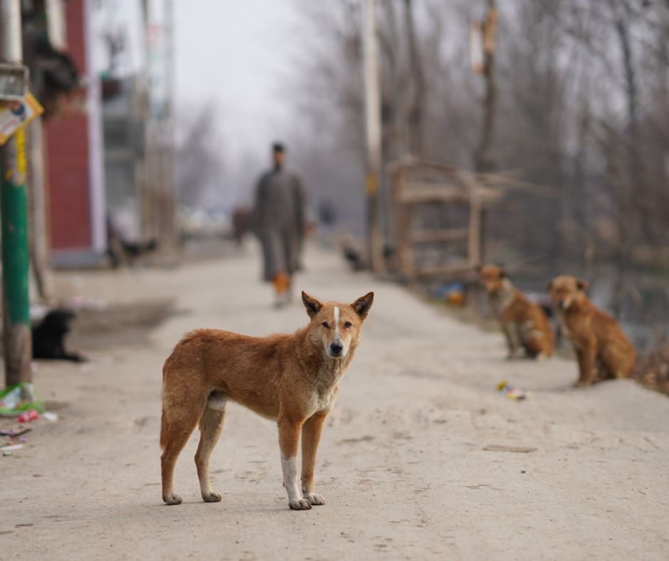 Perros y gatos sin hogar, el reto de rescatistas independientes