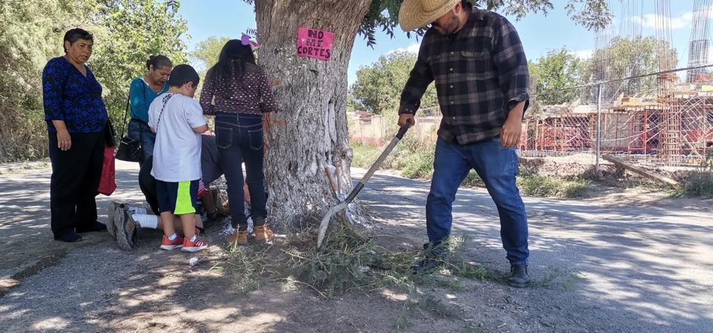 Buscan vecinos “salvar” árbol de más de 100 años