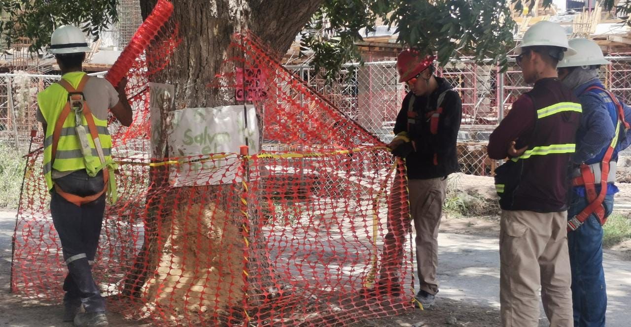 Resguarda empresa privada al nogal en peligro 
