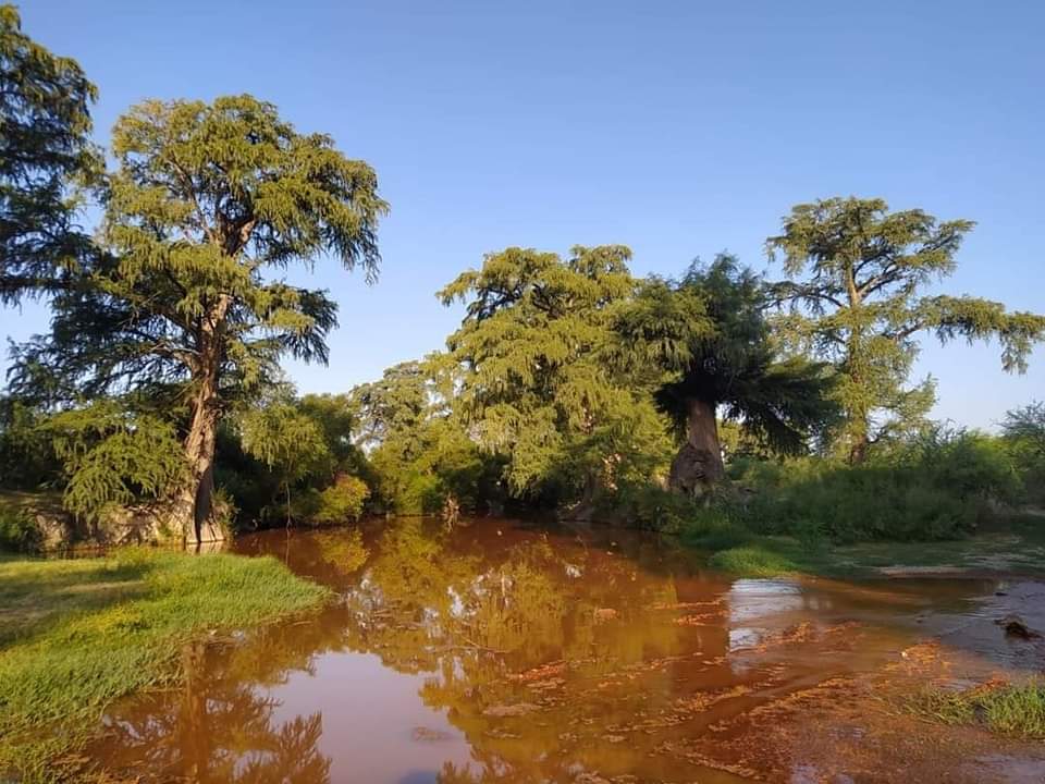 Afirma CFE que obras en Pinabete no contaminan 