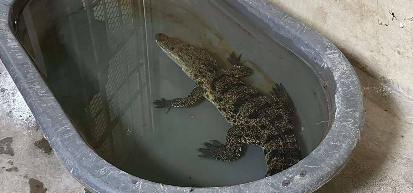 Recuperan cocodrilo; no es la primera vez que escapa