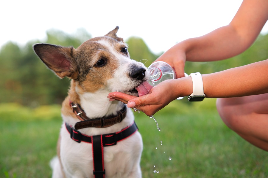 Amenaza ola de calor salud de las mascotas