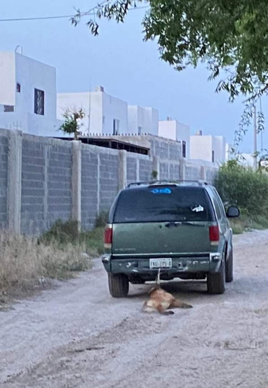 Investigan a sujeto por maltrato animal