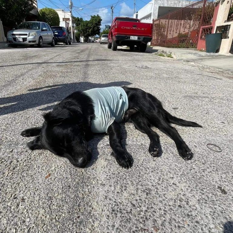 Llaman a celebrar sin pirotecnia