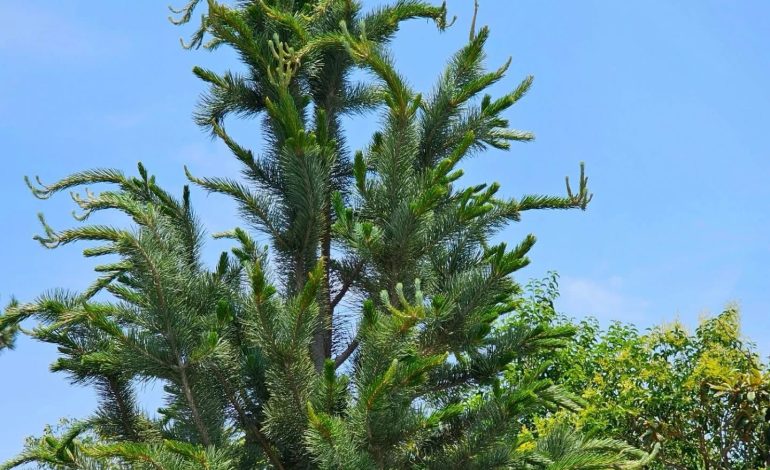 Se adelanta primavera en sureste de Coahuila