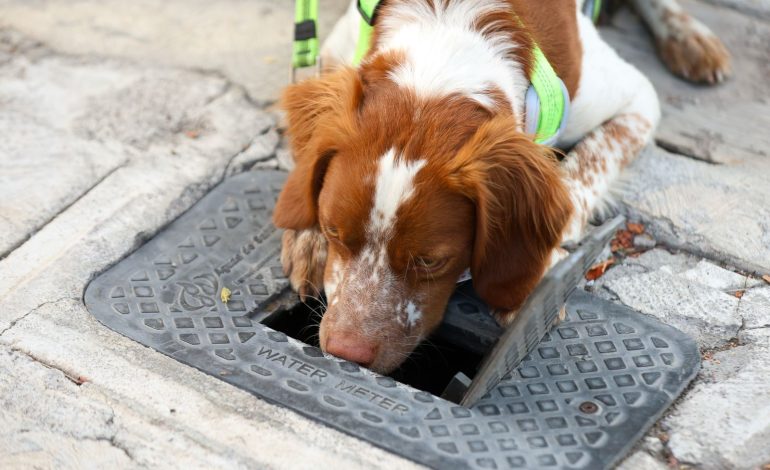 “Manchas”, el perro guardián del agua