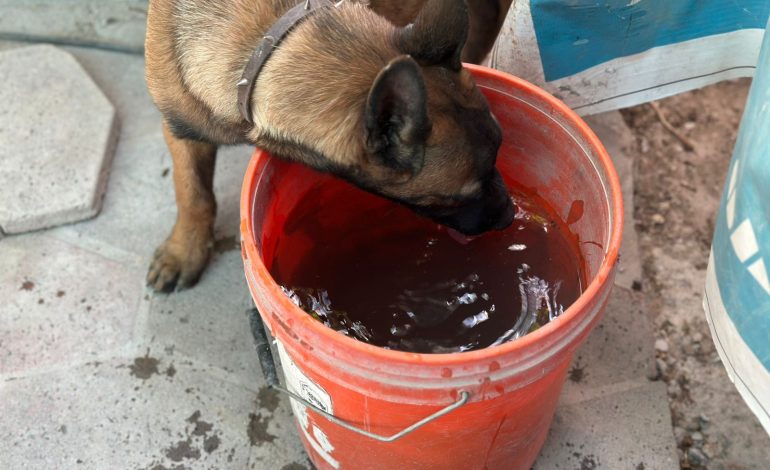 Calor puede matar a las mascotas