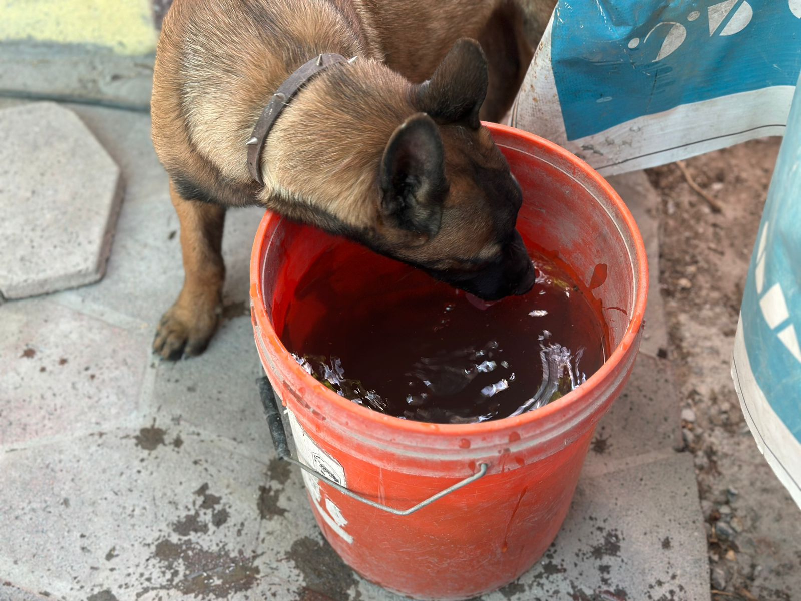 Calor puede matar a las mascotas