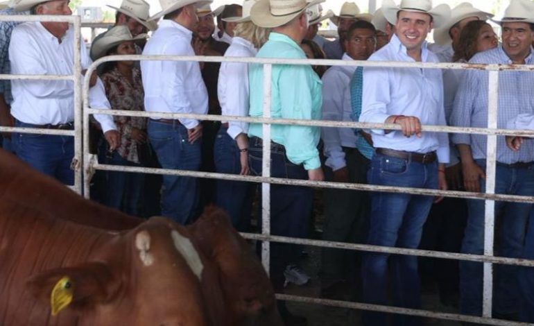 Entrega Manolo 400 toros a productores de Coahuila