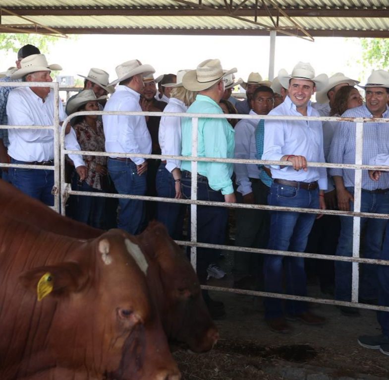 Entrega Manolo 400 toros a productores de Coahuila