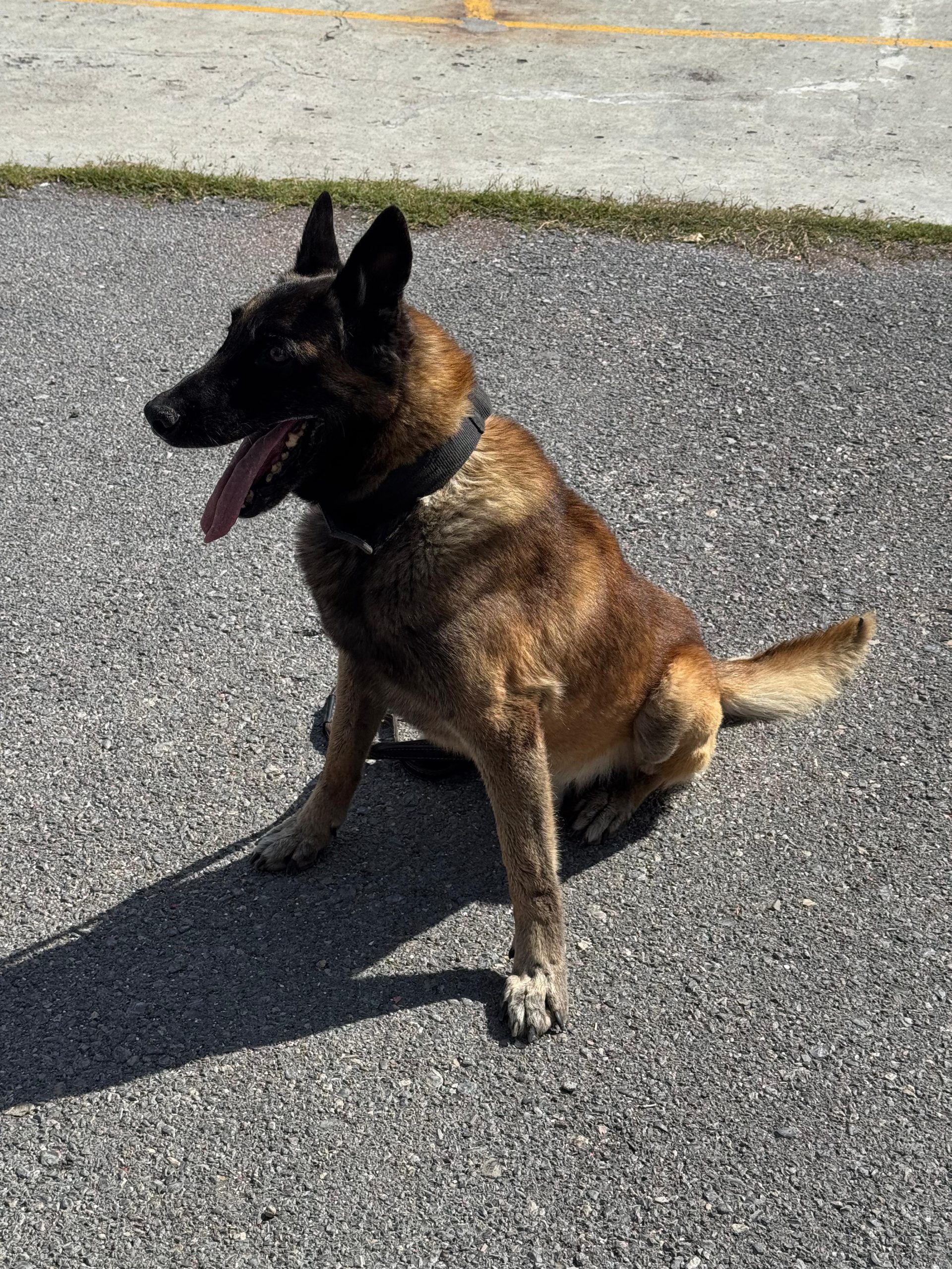 Se jubila Bebeto, agente canino de Saltillo