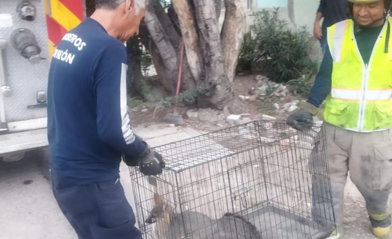 Rescatan bomberos a fauna de la “jungla de concreto”