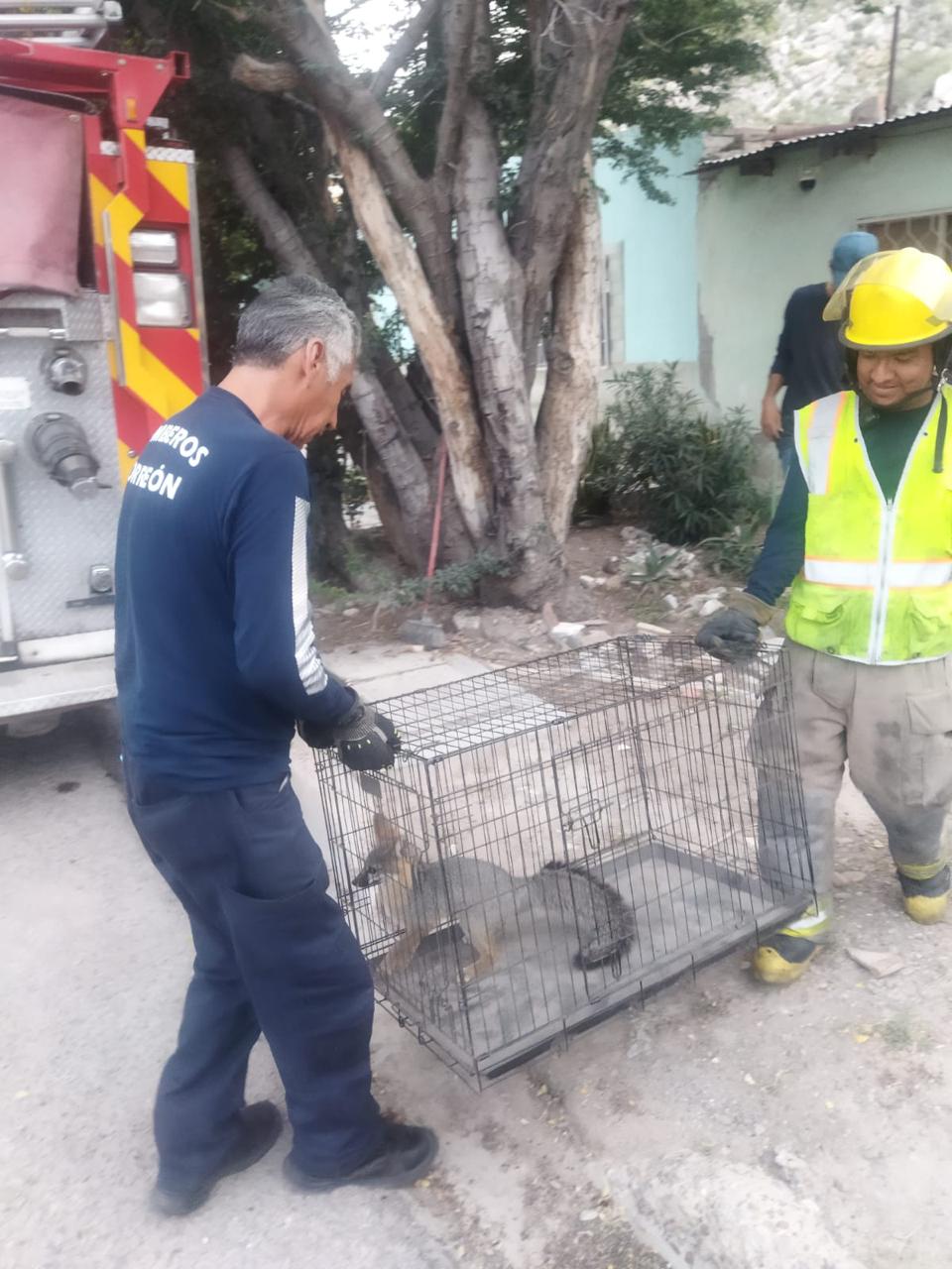 Rescatan bomberos a fauna de la “jungla de concreto”