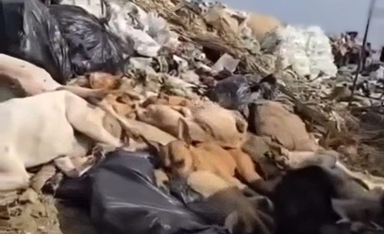 Judicializarán caso de tiradero de perros en PN