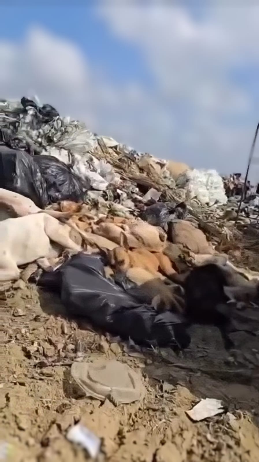 Judicializarán caso de tiradero de perros en PN