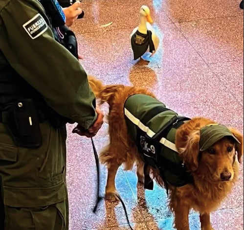 Bendición de las Mascotas: Celebran la Fiesta de San Francisco de Asís