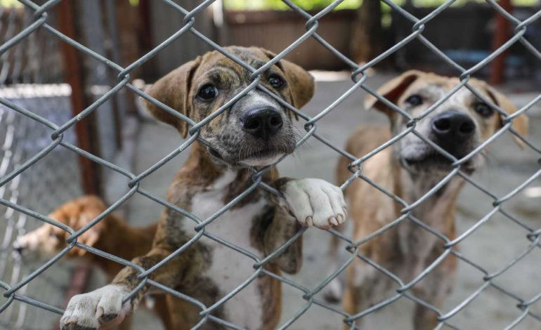 Chocan evangélicos y activistas por el maltrato animal