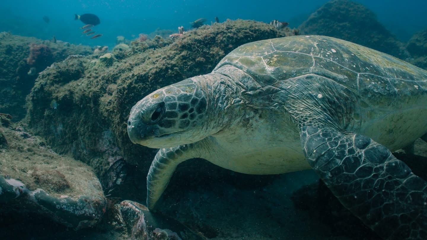 Se estrena RETURN: Salvando a las Tortugas en YouTube y Vimeo