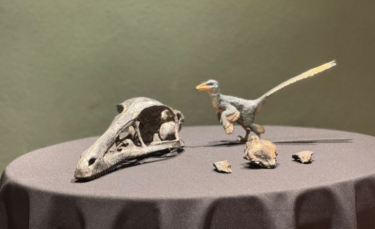 Descubren nuevo dinosaurio carnívoro en Coahuila