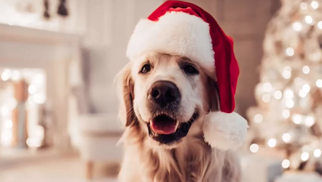 Tras Navidad, aumenta el abandono de cachorros; especialista pide regalar mascotas con responsabilidad