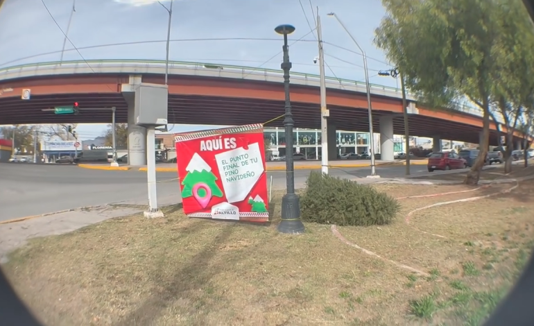 Pinos navideños tendrán segunda vida en Saltillo