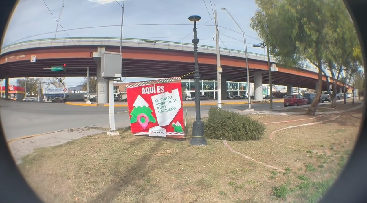 Pinos navideños tendrán segunda vida en Saltillo