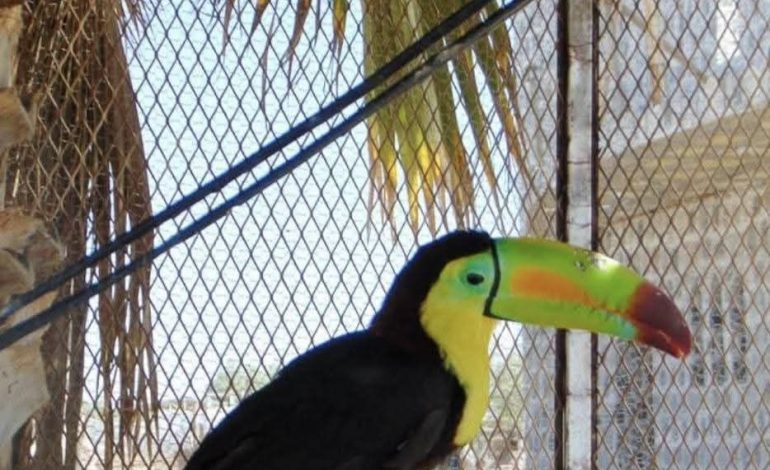 Catean zoológico clandestino en la Laguna