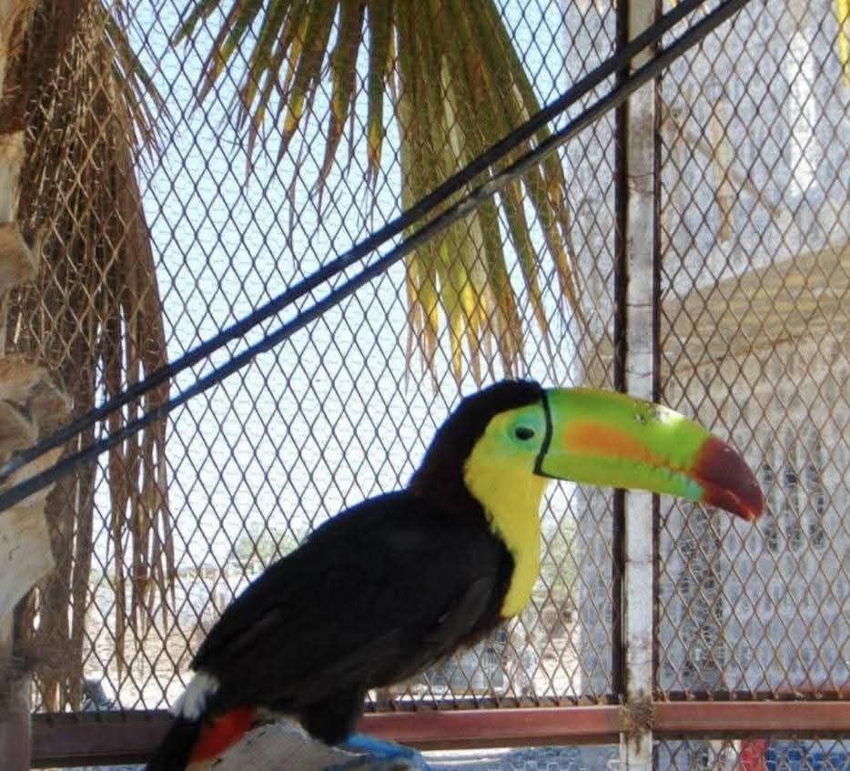 Catean zoológico clandestino en la Laguna