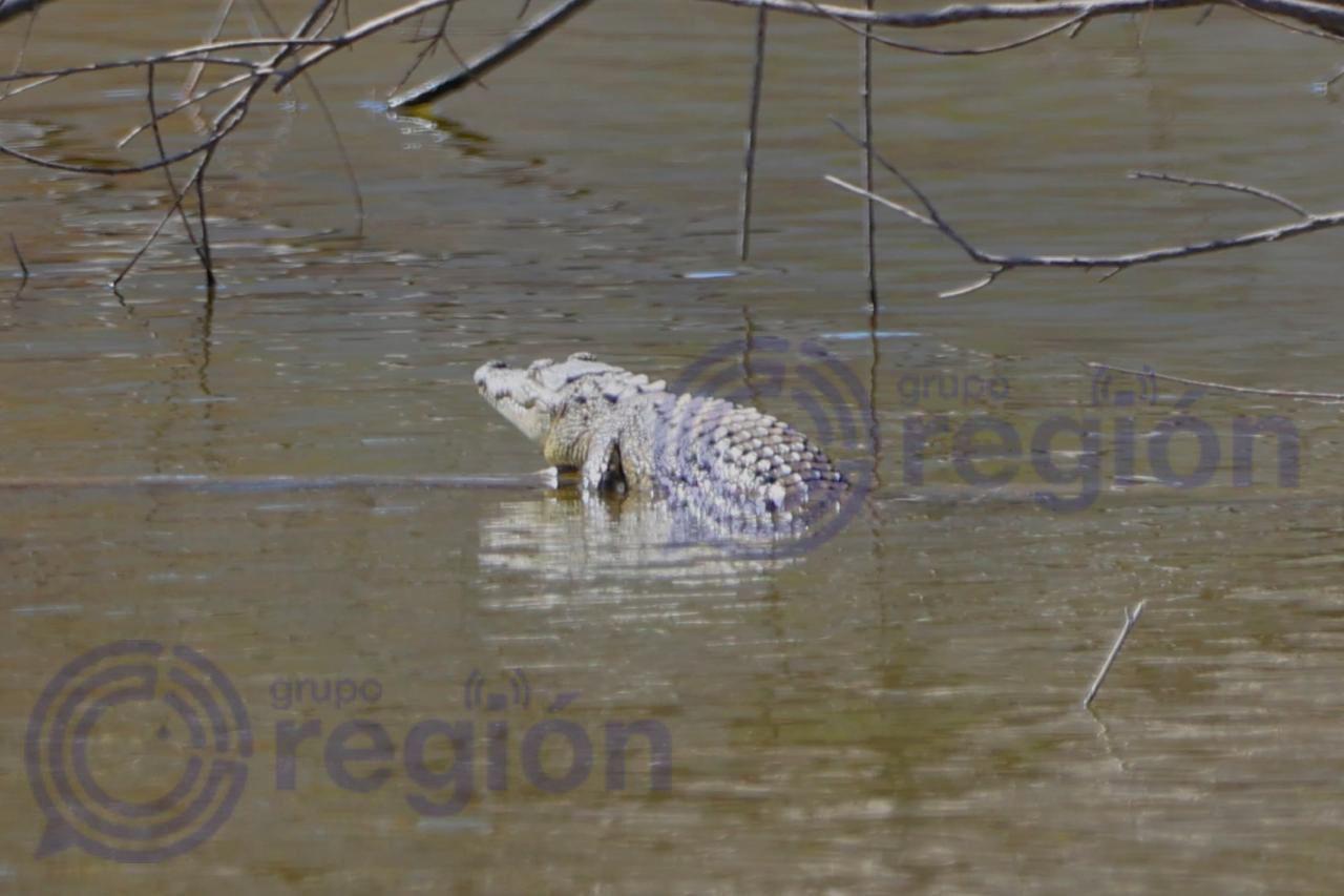 Cocodrilos en Palo Blanco