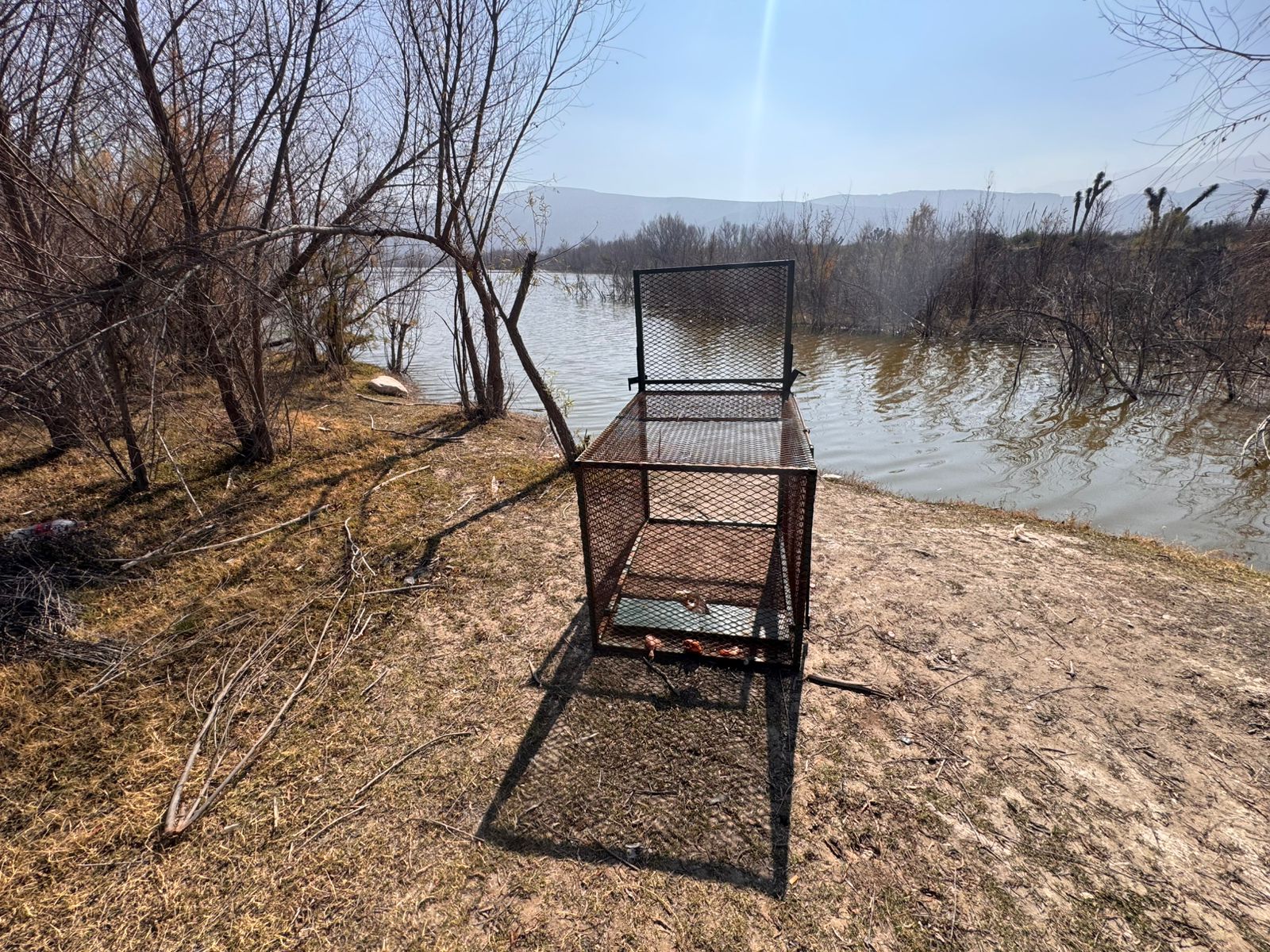 Instalan trampas para cazar a cocodrilos