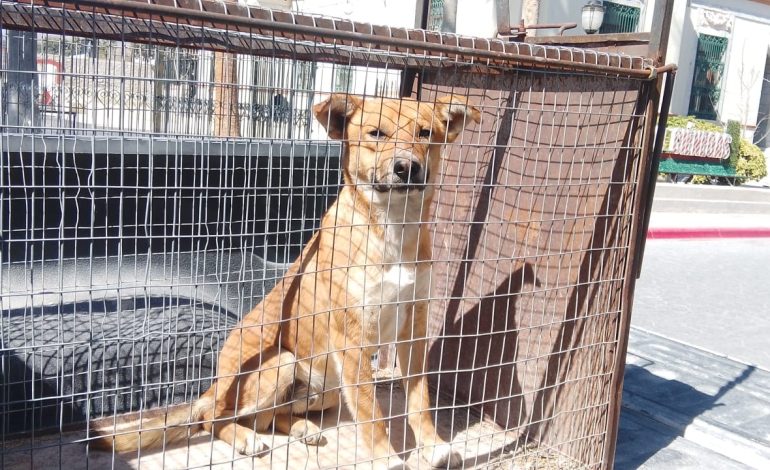 Van contra perros agresivos en Cuatro Ciénegas