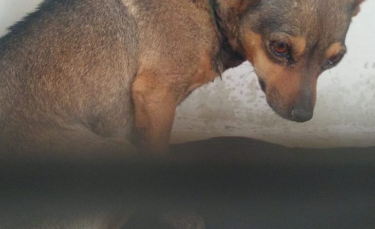 Vinculado a proceso por degollar a perro en Parras