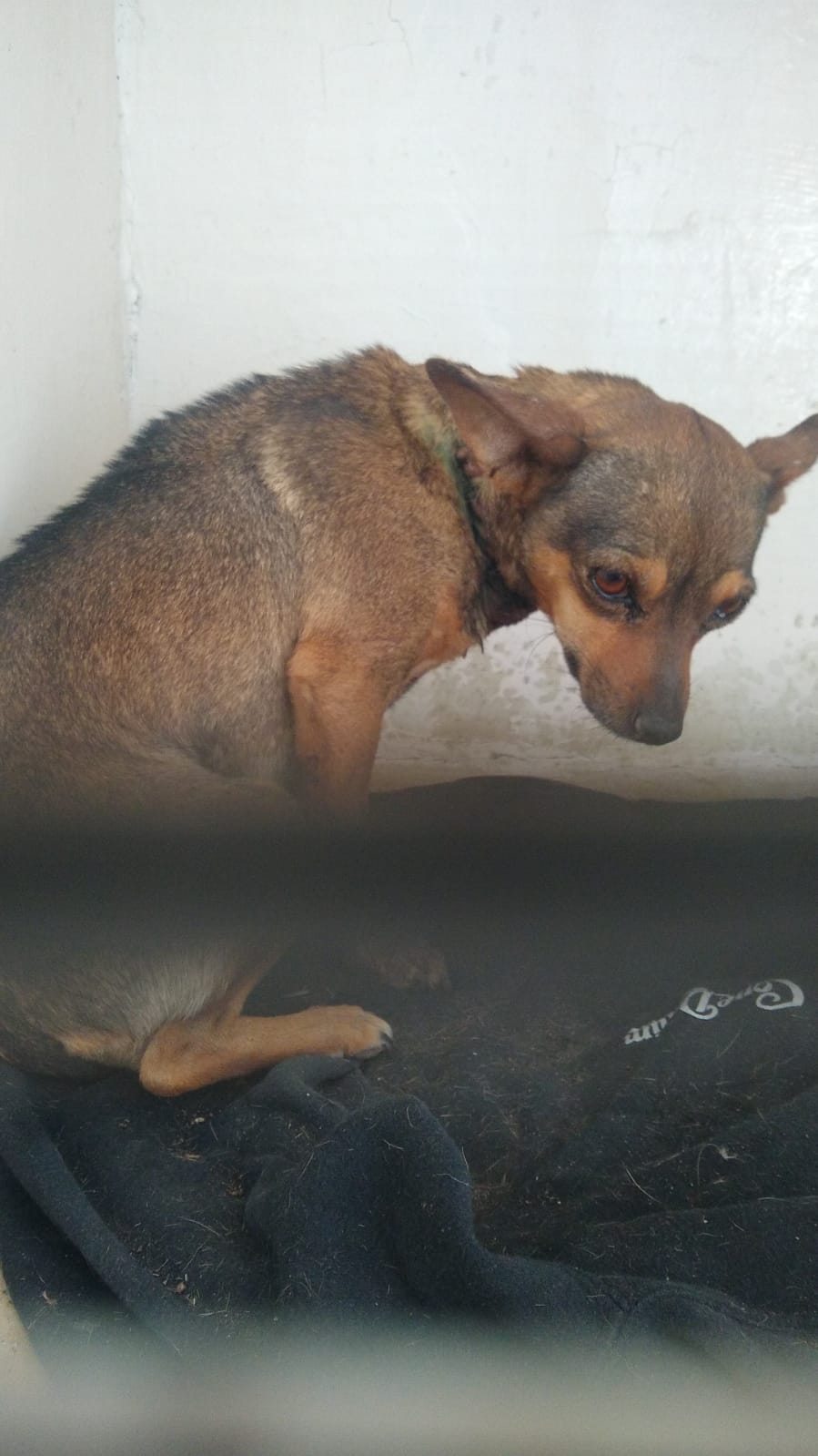Vinculado a proceso por degollar a perro en Parras
