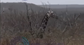 Reaparecen jirafas en la frontera de Coahuila y Nuevo León
