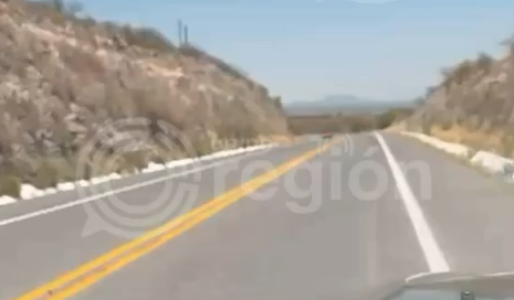 Puma rescatado en carretera muere tras horas de agonía en Coahuila