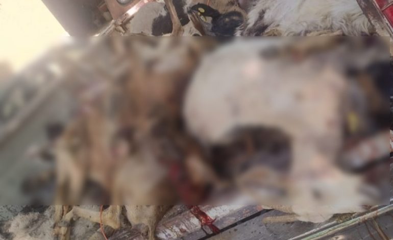 Matan perros ferales a 20 cabras en Parras