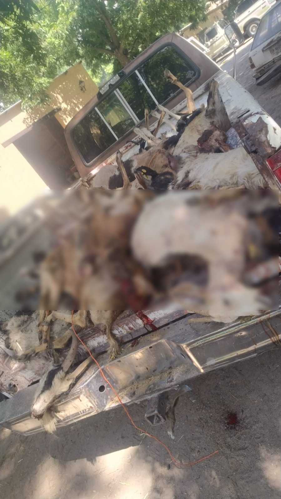 Matan perros ferales a 20 cabras en Parras