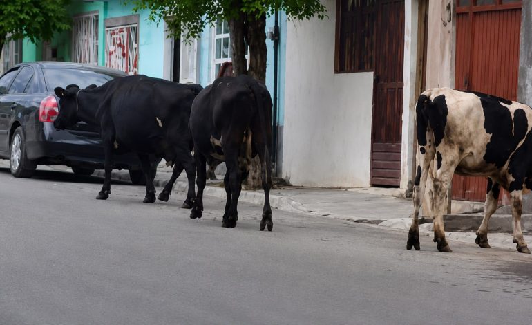 Maltrato animal, lo más denunciado