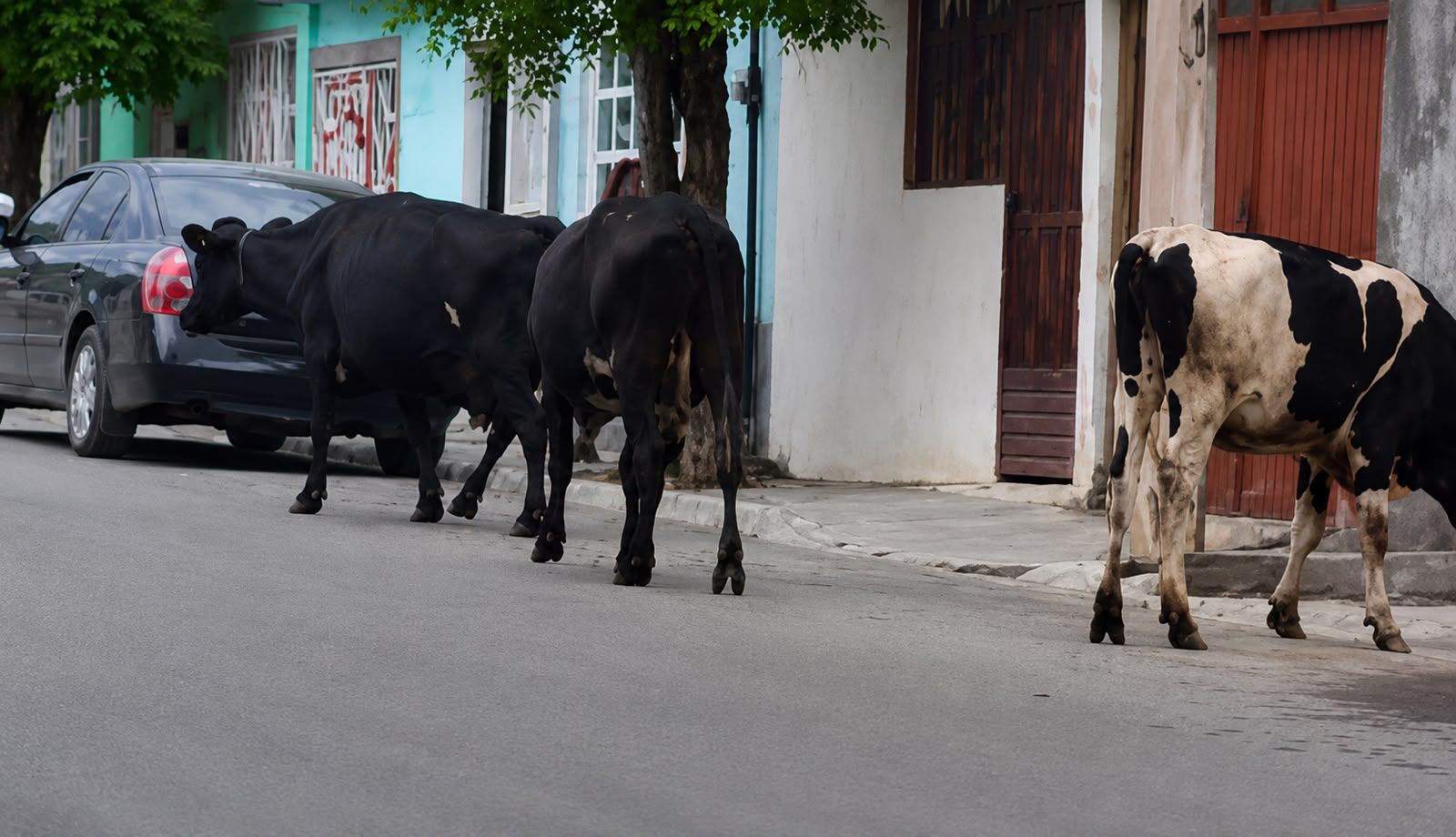 Maltrato animal, lo más denunciado