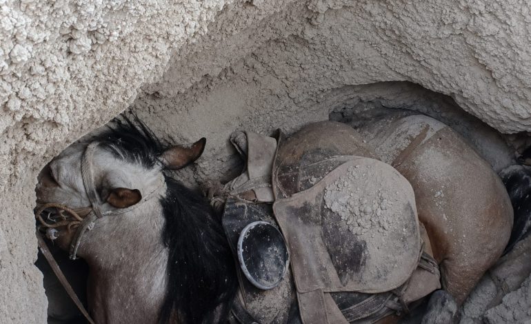 Mueren dos caballos en cabalgata de Viesca